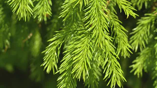 Коми использует космические технологии для сохранения лесов