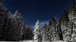 В Коми открылась главная елка республики