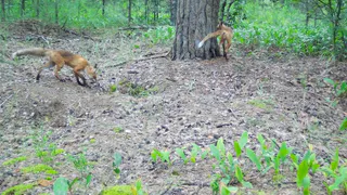 Не погуляешь: запрет на посещение Окского биосферного заповедника продлили
