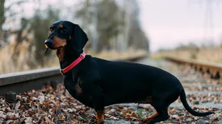 Жителя Челябинска отправили в колонию строгого режима за убийство таксы