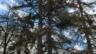 Голубые ели вырубят на площади Ленина в Рязани