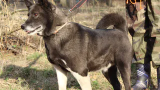 "Дай лапку" - Пальма, Рафик и малыши в поисках хозяев