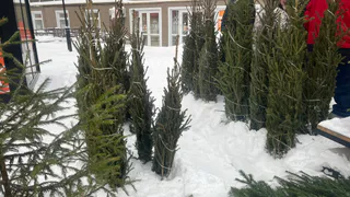 Учёный из Коми разоблачил миф о попадании иксодовых клещей в дом с новогодней ёлкой