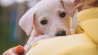 Дай лапку: Мишель, Яша и Мила в поисках любящих хозяев