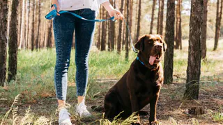 Собаководство, стрельба, и прочее: что на предстоящей неделе ждёт Владимирскую область