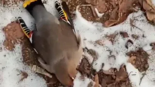 Свиристели поели рябины в Рязани и массово погибли от переохлаждения