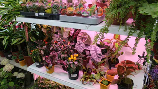 Сею рассаду помидора и перца так, и пикировка ей не нужна: всегда очень крепкие, урожайные кусты