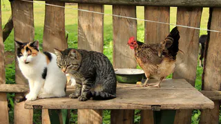 В России может появиться единая база учёта домашних животных