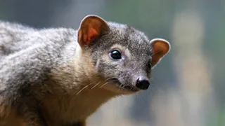 Норка пробежалась по улице Строителей рязанского Новомичуринска 