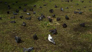 В Сыктывкаре зафиксирована массовая гибель голубей