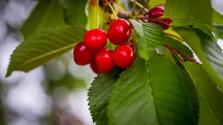 Как закапывание железных предметов в прикорневой круг косточковых фруктов повышает урожайность?