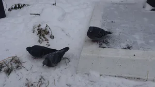 Россельхознадзор проведет исследования на птичий грипп в Коми