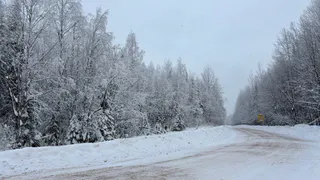 В Усинске начнут работу «елочные патрули» для охраны лесов