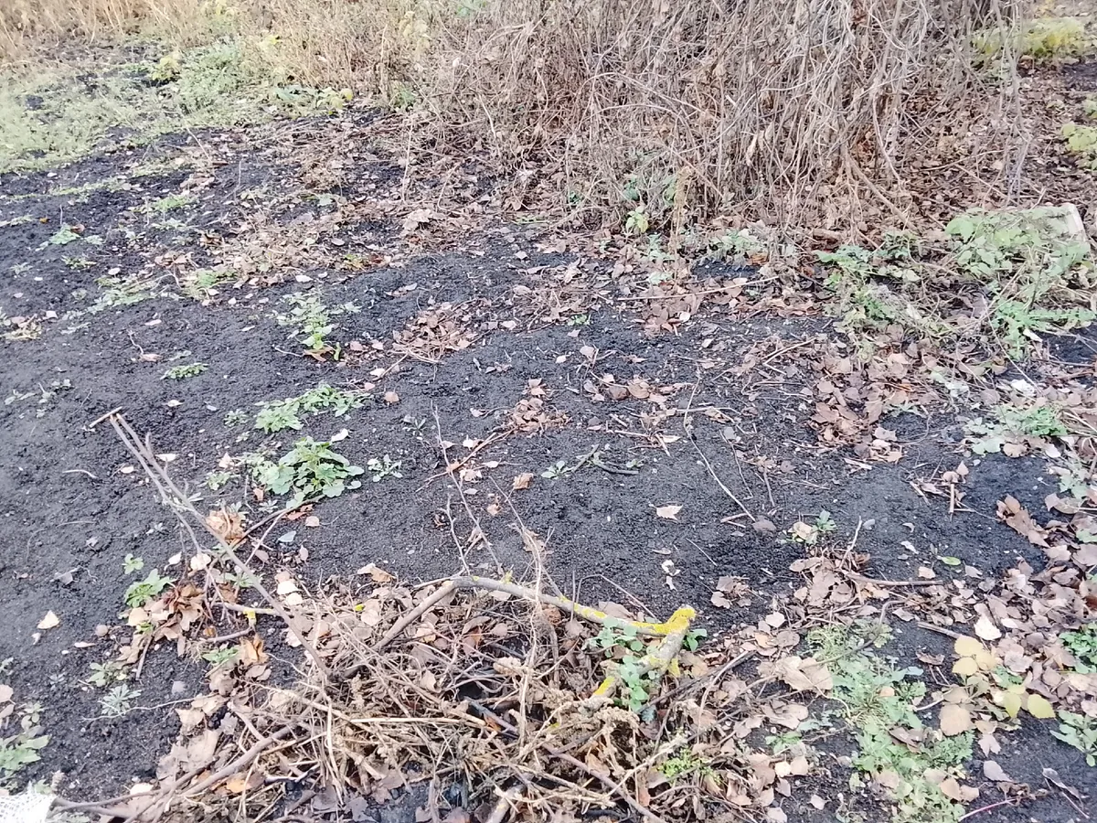 Вся зараза исчезнет за зиму: в ноябре лью в теплицу советское средство (работает всегда на 100%)