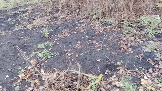 Вся зараза исчезнет за зиму: в ноябре лью в теплицу советское средство (работает всегда на 100%)