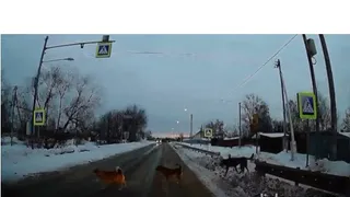 В Мурмино Рязанской области на видео попали собаки, которые переходили дорогу по правилам