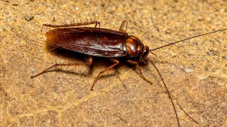 Посыпал это утром — и к вечеру тараканы свалили из моего дома: дорогие средства больше не скупаю