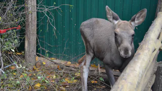 Полиция не подтвердила информацию о ДТП с участием лося на окраине Рязани