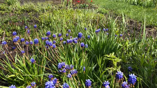 Растут у всех: теперь за выращивание этих популярных цветов на даче дают до 2 лет тюрьмы