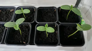 Успейте посеять это в мае - секретная техника рассады в холодную погоду: советы опытного агронома