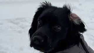 Рейтинг самых милых питомцев появился в Челябинской области