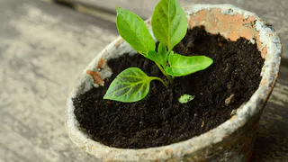 Рассада выходит всегда крепенькая и толстенькая. Мои простые и понятные правила выращивания для щедрого урожая