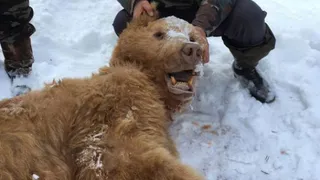 Под Суземкой застрелили медведя