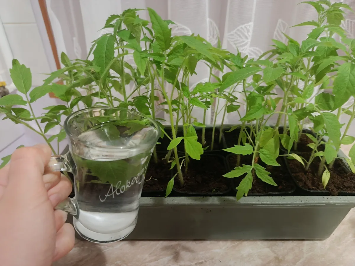 Всего 5 дней — и рассаду не узнать: из слабой и вытянутой превратилась в крепкую и толстую благодаря этим подкормкам