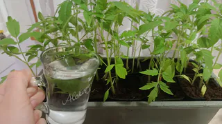 Всего 5 дней — и рассаду не узнать: из слабой и вытянутой превратилась в крепкую и толстую благодаря этим подкормкам