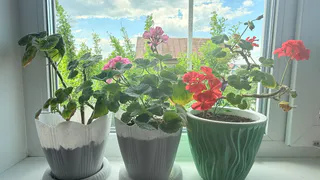 Для цветения герани — в августе первым делом: 1 щепотка в воду — бутоны будут появляться как бешеные. Лучшая подкормка для пеларгонии