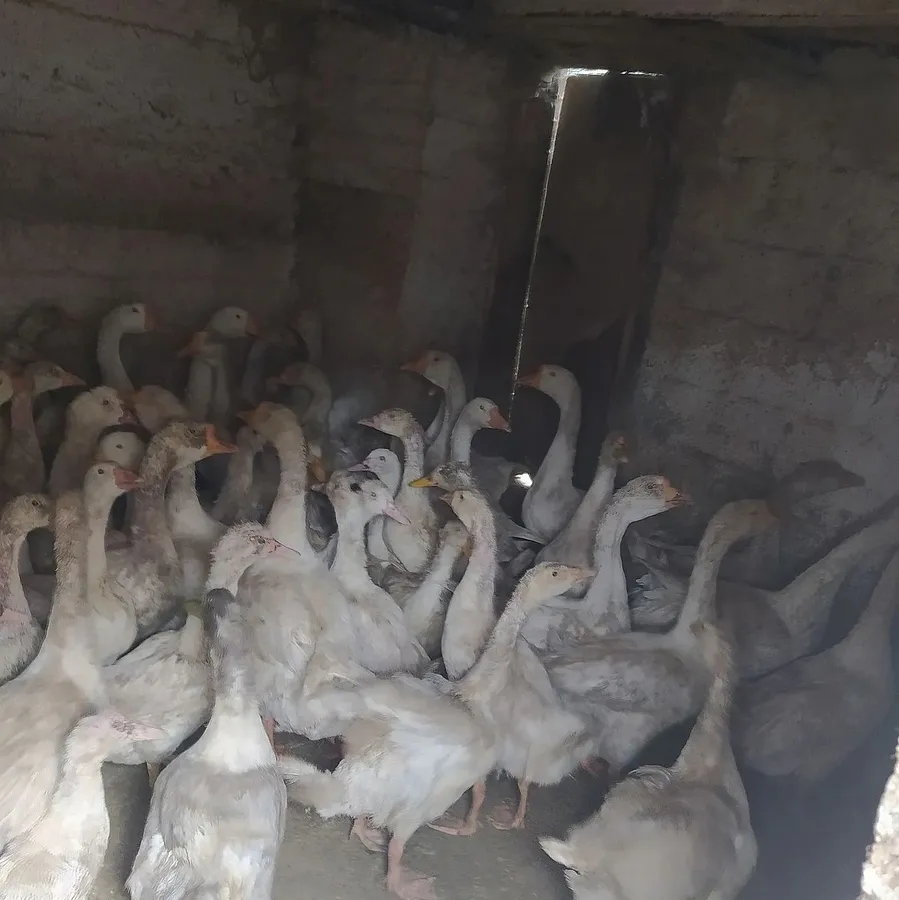 Жительница Магнитогорска на придомовом участке начала разводить птицу в промышленных масштабах