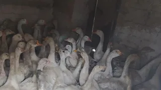 Жительница Магнитогорска на придомовом участке начала разводить птицу в промышленных масштабах