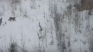 В Петушинском районе фотоловушка запечатлела редкое семейство рысей