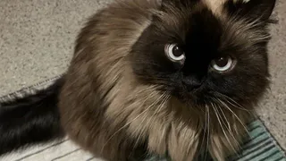 Как кошка показывает, что считает вас своей "мамой" или "папой": обратите внимание на эти признаки