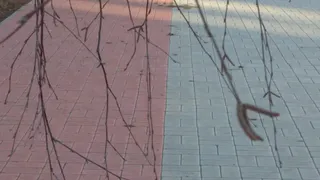 Березы до земли