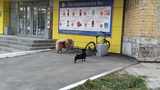 В Скопине бродячая собака набросилась на прохожих в районе Радуги