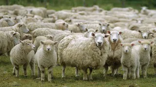 В нижнекамском районе вывели новую породу овец – татарские