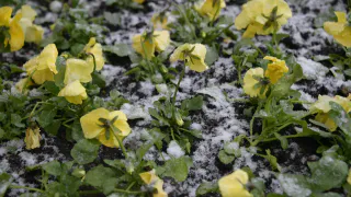 В Челябинской области вновь выпадет снег, похолодает до -5 и загремят грозы