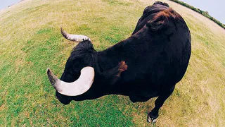 Татарстанец скончался от травм, нанесенных быком