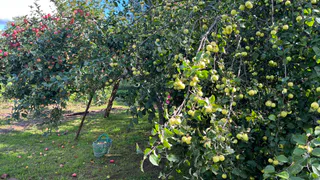 Яблок не будет: эти 2 цветка высасывают жизнь из дерева и заставляют его сбрасывать плоды - не сажайте рядом