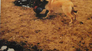 Уличной собаке нашлось место в доме мэра Рязани