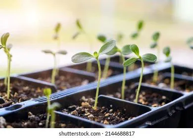 Чтобы рассада радовала огородника