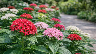 Красив как гортензия, но неприхотлив: это растение цветёт всё лето и не требует сложного ухода