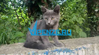 На отлов бродячих животных в Пензе выделят почти 7 миллионов рублей