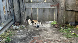 В Рязанской области поддержали законопроект об усыплении бездомных животных