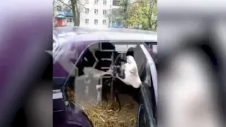 Легковушку с телёнком остановили сотрудники ДПС под Брянском (видео)