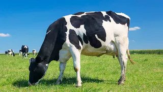 Корова из области избрана рекордсменкой по молочной производительности