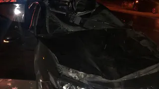 В Рязанском районе сбили лося: в аварии погиб пассажир автомобиля