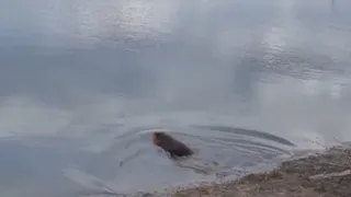 В Татарстане из подвала дома спасли перепуганного собакой бобра