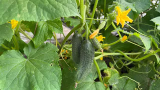 1 ложка на 10 литров: огурцы будут выглядеть как с обложки - никаких жёлтых листьев